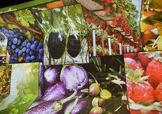 Altre produzioni ortofrutticole ottenute in Israele grazie all'ottimizzazione delle risorse idriche e alle opere di bonifica dei terreni incolti.