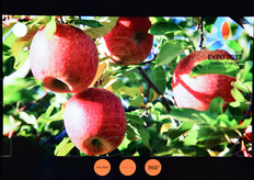 Le mele del Kazakistan.