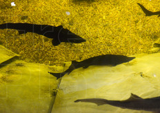 L'area del Padiglione kazako dedicata all'acquacoltura, con la vasca degli storioni del Caspio come punto d'attrazione. Oggi il caviale Beluga non viene piu' commercializzato, proprio per preservare il pregiato Storione Beluga. Ma il Kazakistan ha elaborato un metodo (descritto da un video) chiamato mungitura che consente di estrarre le uova di storione senza uccidere l'animale.