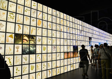 L'omaggio al lavoro di classificazione e conservazione dei semi vegetali del botanico russo Nikolai Vavilov, fondatore nel 1926 della stazione sperimentale Pavlovsk.