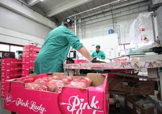 Una fase del confezionamento delle mele Pink Lady.