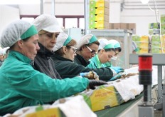 Una fase di lavorazione del kiwi.