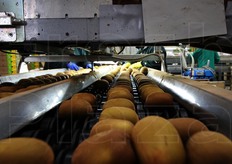 Kiwi in rotta verso il confezionamento.