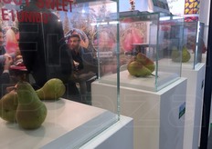 Il CIV e il Dipartimento di Scienze agrarie dell'Universita' di Bologna hanno rilasciato quattro nuove varieta' di pero: PE1UNIBO*Lucy Sweet®, PE4UNIBO*Lucy Red®, PE2UNIBO*Early Giulia® e PE3UNIBO*Debby Green®. Si tratta di frutti che si caratterizzano per la precocita' di maturazione, buona produttivita' e conservabilita' in atmosfera refrigerata.