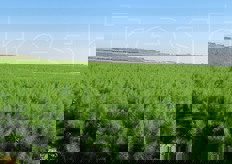 Il prodotto principale della cooperativa lucana e' il finocchio, cui sono dedicati 120 ettari.