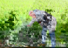 "Giuseppe Appio mostra il "fiore all'occhiello" delle produzioni aziendali: il finocchio. L'esperienza pluriennale acquisita in campo gli permette di capire se le piante hanno bisogno di nutrimento, anche solo passandovi sopra le mani."