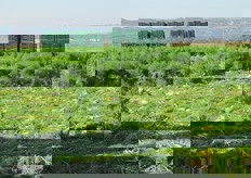 Campo in fase di raccolta del prodotto.