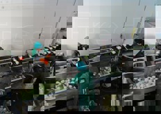 La fase successiva e' affidata a due operatori che selezionano ulteriormente il prodotto, dopo esser passato nella prima vasca di lavaggio.