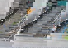 I finocchi vengono poi smistati in base al loro peso.