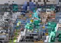 Fino alla linea di confezionamento. Ogni finocchio ha una diversa destinazione di imballo.