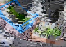 Una volta riempite le cassette passano alla fase successiva.