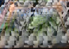 Finocchi in cassetta in legno destinata al mercato francese.