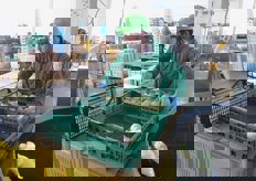 Una volta raggiunta la parte finale e roteante del macchinario, i vassoi vengono inseriti nelle diverse cassette e impilati.