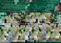 Il prodotto in attesa di partire verso la destinazione finale viene conservato nelle due celle frigorifere, dove resta per non piu' di qualche ora.