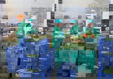 Linea di lavorazione del cavolfiore.