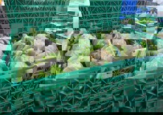 Cavolfiori coronati in cassetta da sei pezzi.