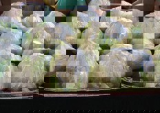 Cassetta di cavolfiori filmati, che quest'anno a livello di vendite danno maggiori soddisfazioni.