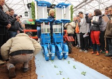 Il risultato dell'azione della trapiantatrice.