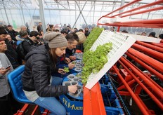 Un'altra trapiantatrice costruita dalla Ferrari Costruzioni Meccaniche.