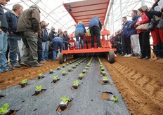 I 'cubetti' piantati, pardon: trapiantati.