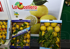 Dettaglio di limoni e cedri di Sorrento.