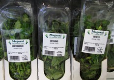 Dettaglio dei prodotti dell'azienda Magnani: coriandolo, origano e menta. Quest'ultima insieme al basilico risulta molto richiesta dai Paesi Scandinavi.