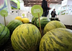 Il mini-melone Piel de Sapo di Syngenta.