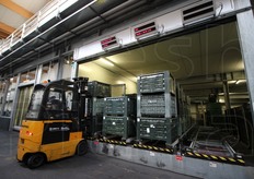 "Dalle celle frigo i cassoni vengono caricati sulla baia in foto. Si tratta della prima parte automatizzata dello stabilimento. Da qui inizia la lavorazione vera e propria. "Il carrellista porta i cassoni sulla macchina; ogni cassone ha la sua etichetta con un codice a barre che viene letta. Per la rintracciabilita' e non solo per identificare la partita di mele"."