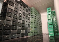 "Una volta arrivate nello stabilimento le mele vengono stoccate in una delle 200 celle frigo, in base alla tipologia di prodotto. Ogni cella puo' contenere dai 1.000 ai 1.300 cassoni di mele, ognuno con un peso di 300-320 chili. "Una volta che il produttore e' arrivato al punto di scarico, il carrellista ha il compito di mettere i cassoni dello stesso tipo nelle celle". Piu' varieta' possono essere stoccate insieme, ma i valori di immagazzinamento devono essere simili. In foto: cella in fase di calibrazione, varieta' Kanzi. L'acqua che si vede a terra non proviene dalle mele; prima di chiudere le celle si bagna il pavimento per aumentare i livelli di umidita'."