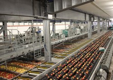 Con dieci linee e 66 canali, la calibratrice e' in grado di dividere le mele a seconda di peso, calibro, colore, difetti esterni e tutta un'altra serie di parametri. Per alcune varieta' si calcola ad esempio anche la lunghezza e in base al colore possono essere calibrate fino a 30 sfumature. In tutto si possono selezionare i frutti in 46 tipologie differenti per rispondere a ogni esigenza del cliente.