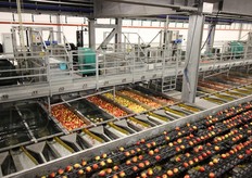 "Nella foto si notano sia le linee della calibratrice, sia i "porti" d'approdo (canali) delle mele calibrate. "Le mele sulla macchina sono della varieta' Kanzi e vengono calibrate con una velocita' di circa 6 frutti al secondo"."