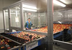 Nell'impianto high tech della Mivor l'occhio umano ha ancora il suo perche'. Nella foto vediamo una prima fase di controllo: il compito della donna e' scartare le mele marce usando un retino. Per testimonianza diretta possiamo dire che non gliene e' sfuggita una.