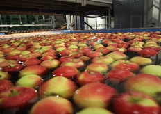 Una volta caricati sulle baie i cassoni vengono lavati e immersi in acqua. Le mele iniziano a galleggiare e parte il loro viaggio verso la destinazione finale.