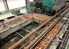 Una volta che un canale e' pieno di mele tutte identiche, una paratia si apre e inizia il loro viaggio fino al reinserimento in cassone verso lo stoccaggio in magazzino.