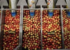 "I "porti" di arrivo delle mele. Ognuna di queste sezioni contiene mele tutte identiche per colore, calibro."