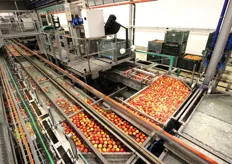 Le mele calibrate si ammassano nella fase immediatamente precedente all'inserimento nel cassone per lo stoccaggio, prima del confezionamento.