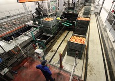 Una volta riempiti i cassoni di mele calibrate della loro movimentazione se ne occupa un carrello-robot. In tutta questa fase ci sono pochissime persone a seguire la lavorazione.