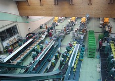 Visuale dall'alto di una parte della zona di confezionamento della Mivor.