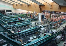 Una veduta dall'alto delle linee di confezionamento. Manodopera quasi tutta al femminile. Per un lavoro accurato!