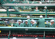 Quella del confezionamento e' probabilmente l'unica fase che non puo' ancora essere automatizzata. Dei 160 collaboratori presenti in cooperativa, i 100 stagionali sono prevalentemente donne.