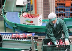 Dettaglio del confezionamento in vassoi da 4 frutti e cartoni di prodotto bollinato.