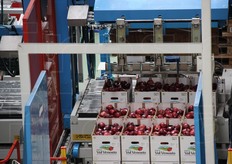 Dettaglio del confezionamento in casse di cartone.