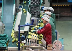 Confezionamento in cassette di plastica.