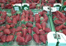 Fragole dalla Basilicata, di varieta' Sabrosa.