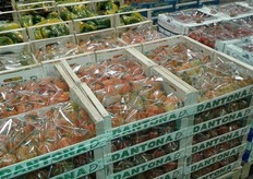 Pomodori cuore di bue.