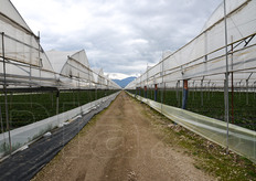 La fragola rappresenta il 30% del fatturato della OP. Le prime raccolte sono cominciate gia' a novembre e proseguiranno, clima permettendo, fino a meta' giugno.