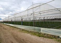 OP Secondulfo gestisce 66 ettari di fragole, tutte sotto tunnel.