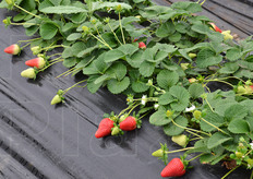 Piantine di fragola in ambiente protetto.