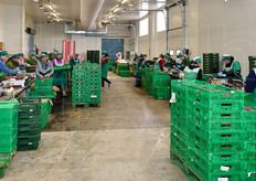 Grazie alla posizione strategica del magazzino di lavorazione, che si trova praticamente al centro delle superfici investite a fragoleti e frutteti, le fragole vengono rapidamente trasferite alle linee per le operazioni di pesatura (i cestini, confezionati gia' in campo, vengono pesati uno ad uno!), etichettatura e spedizione, che avviene in giornata.