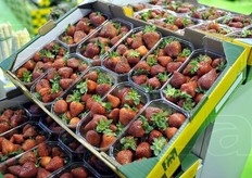 Fragole venete confezionate.